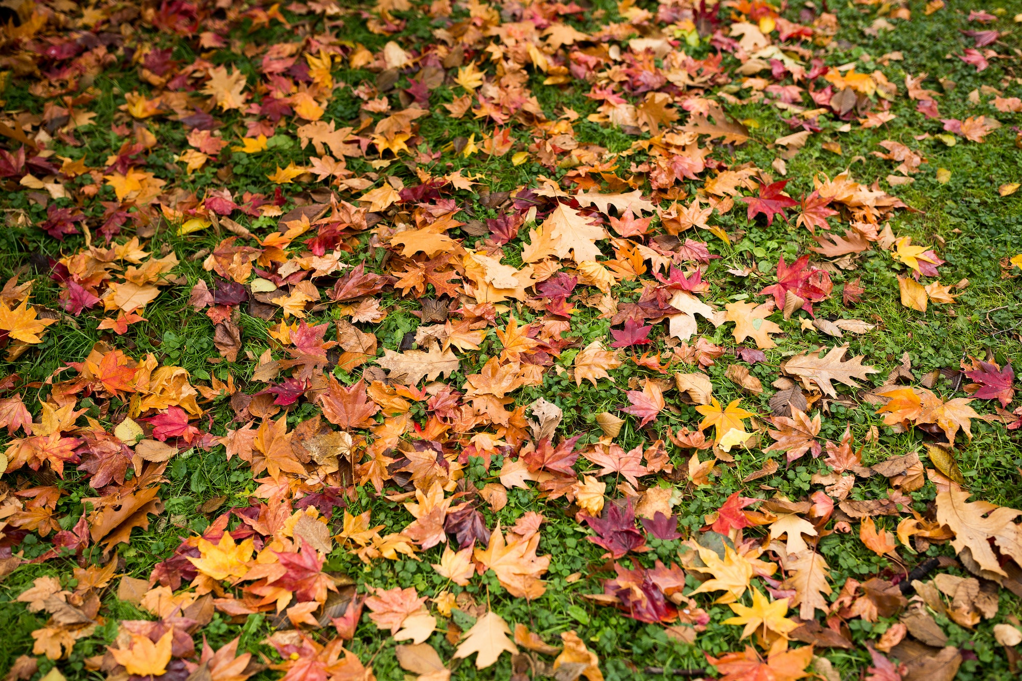 Autumn leaves on green lawn