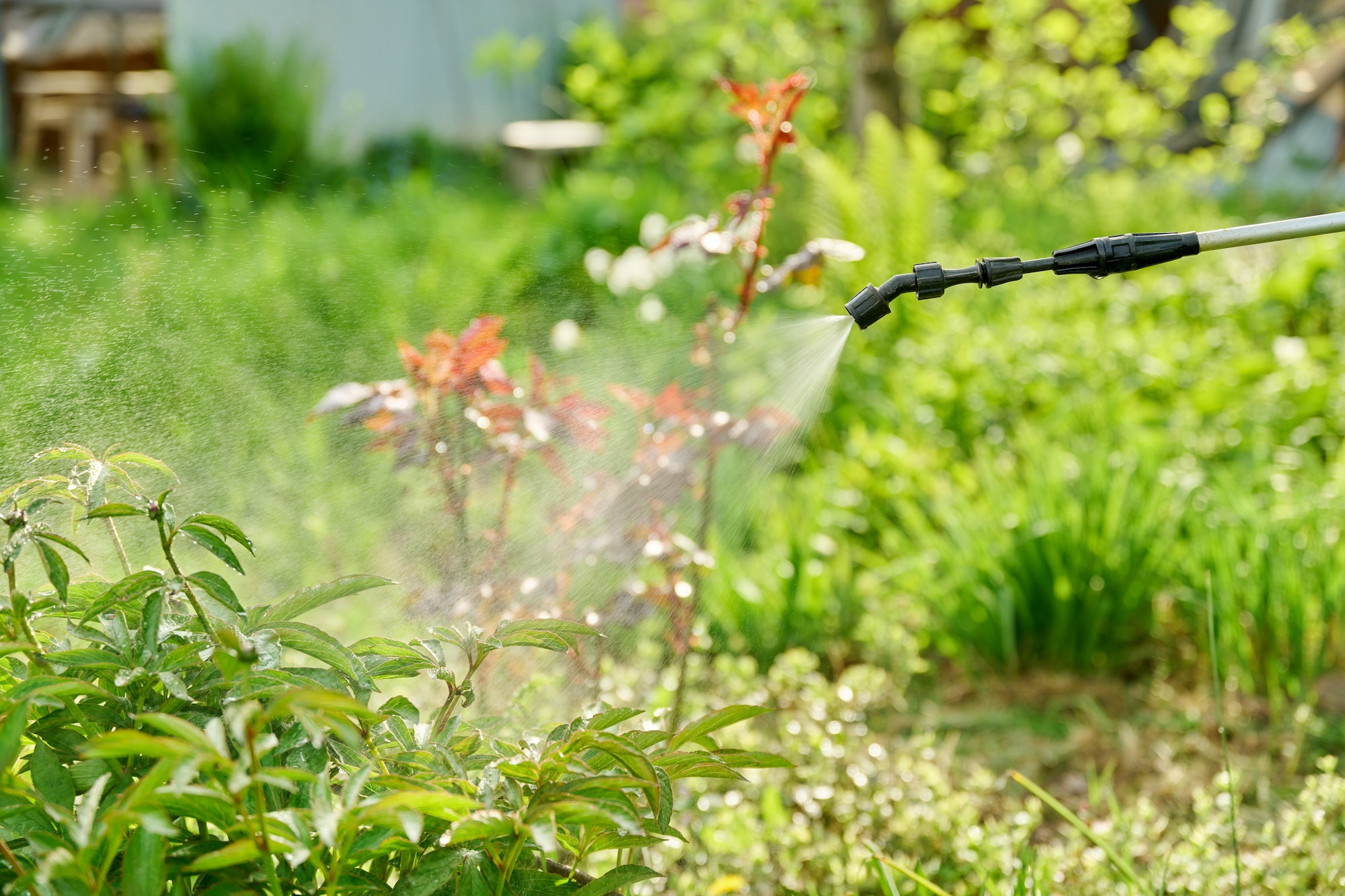 Spring work in garden, backyard, spraying chemical on flower bed, peony bush